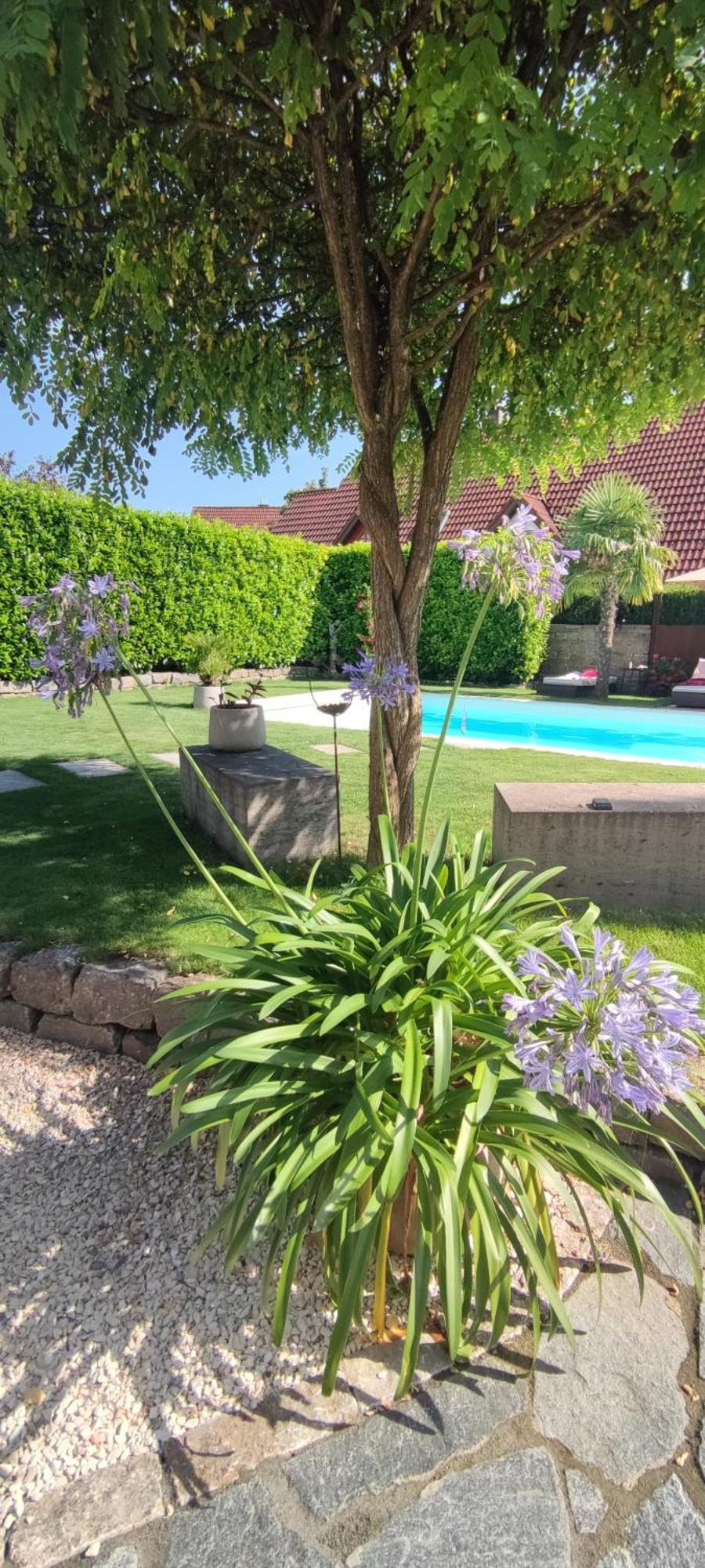 Апартаменти Bel Giardino Фрідріхсгафен Екстер'єр фото
